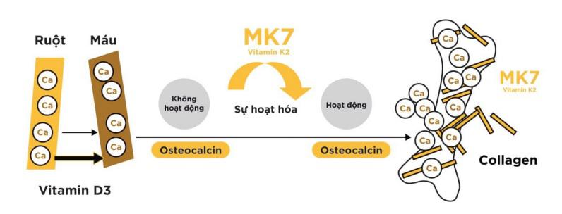 Lợi ích của MK7 - Elife nhà cung cấp sỉ sữa bột, sữa non 3 miền Bắc, Trung, Nam